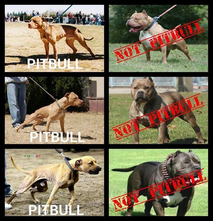 Study Says Human Behavior Not Dog Breed Predicts Canine