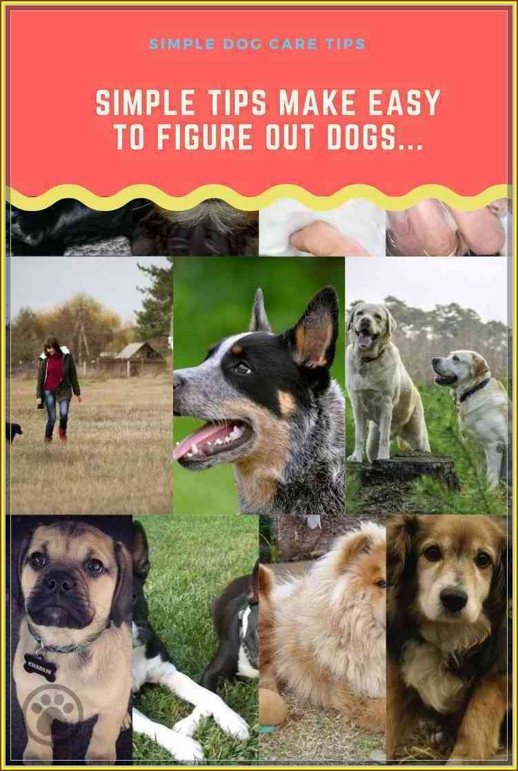 Stop The Headaches Learn More About Dog Care Dog Care Dog