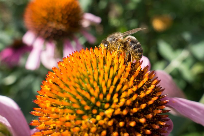 Bee covered in pollen Plants, Garden, Garden plants