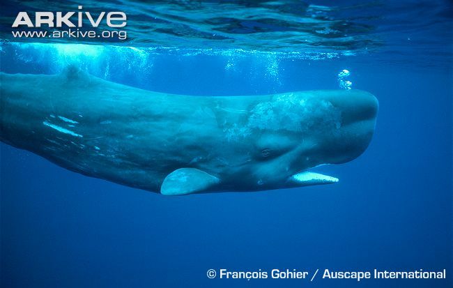 Find local swinger Sperm whale video clip