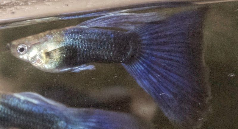 Guppies Tropical Fish Keeping Mosquito Fish Freshwater Aquarium Fish guppies-tropical-fish-keeping-mosquito-fish-freshwater-aquarium-fish