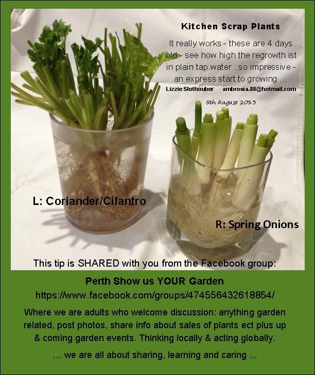 Want Beautiful Free Garden Indoor Plants Regrow Kitchen Scraps Like Mango Seed Avocado Pit Pineapple Top Le In 2021 Plants Grown In Water Plants Growing Plants