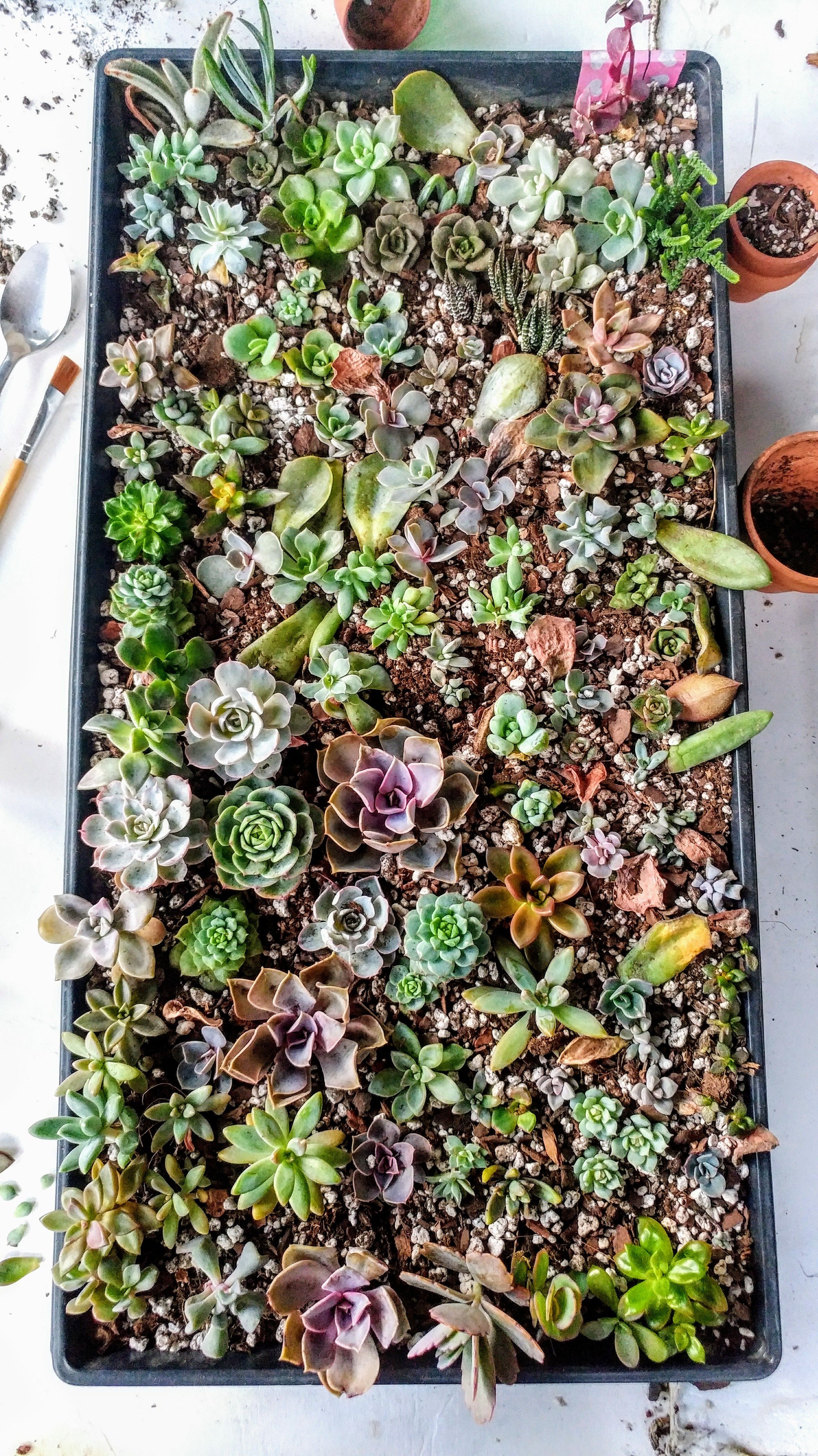 How to Propagate Succulents from Leaves (Quick and Easy