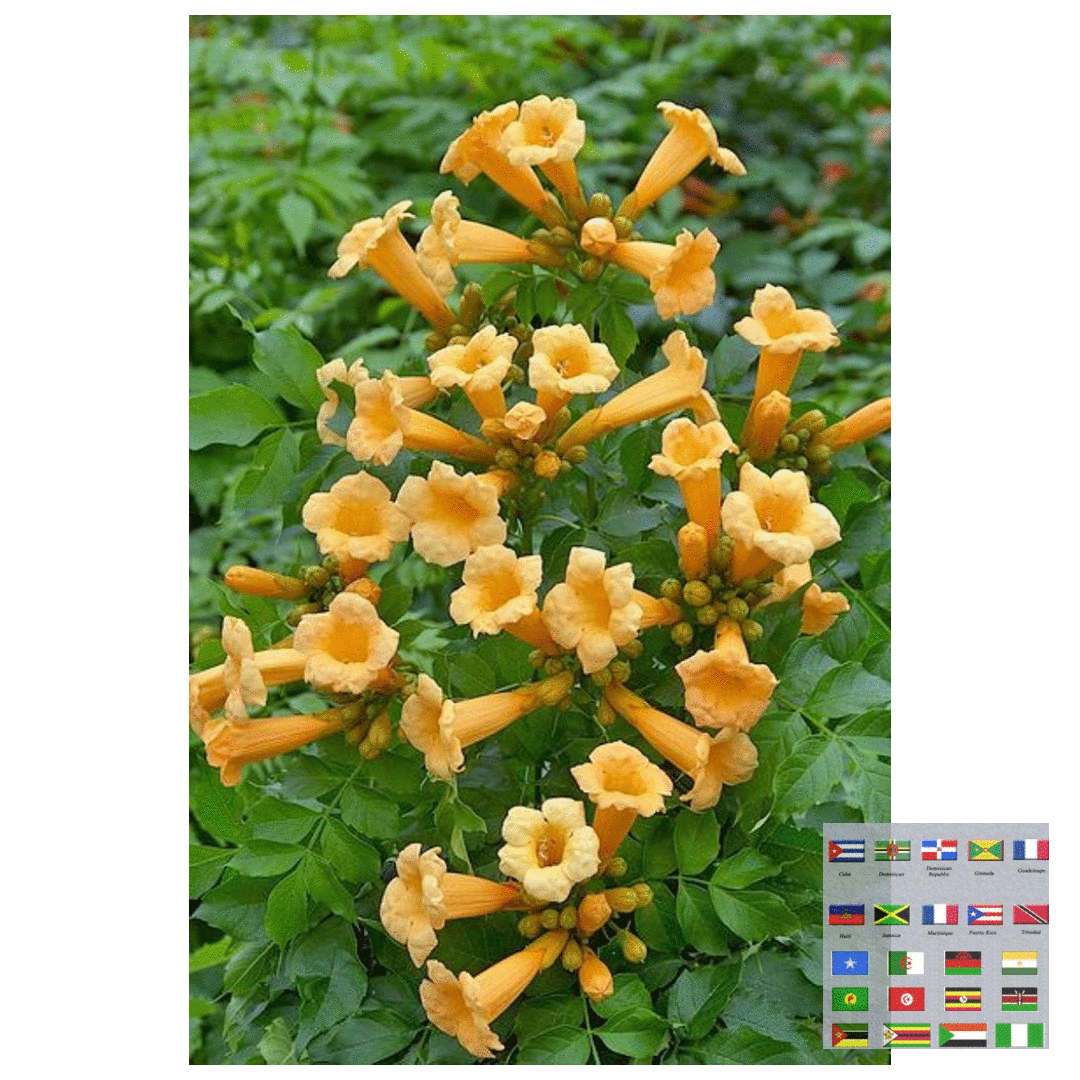 15+Seeds Campsis radicans Yellow Trumpet Creeper Seeds