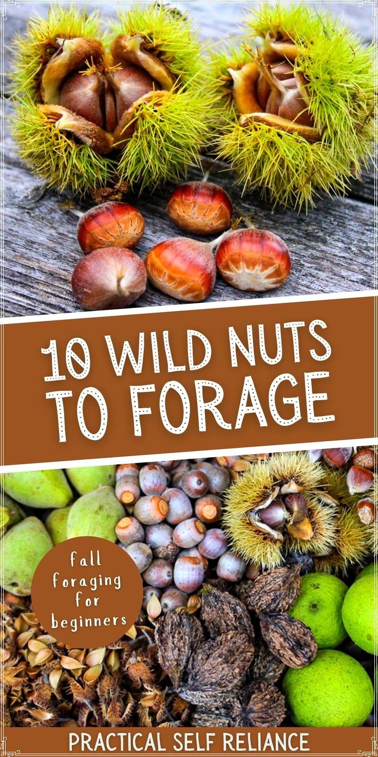 10 Wild Nuts to Forage in the Fall: Fall Foraging for Beginners - If you're wondering what to forage in the fall, nut foraging is a great way to start. From foraging acorns to black walnuts, come learn about the top 10 wild nuts that can easily be foraged during fall. Each of these edible wild plants is easy to identify for beginners. Wild Food Foraging, Foraging Recipes, Survival Food, Survival Skills, Camping Survival, Survival Prepping, Emergency Preparedness, Chicken Of The Woods, Foraged Food
