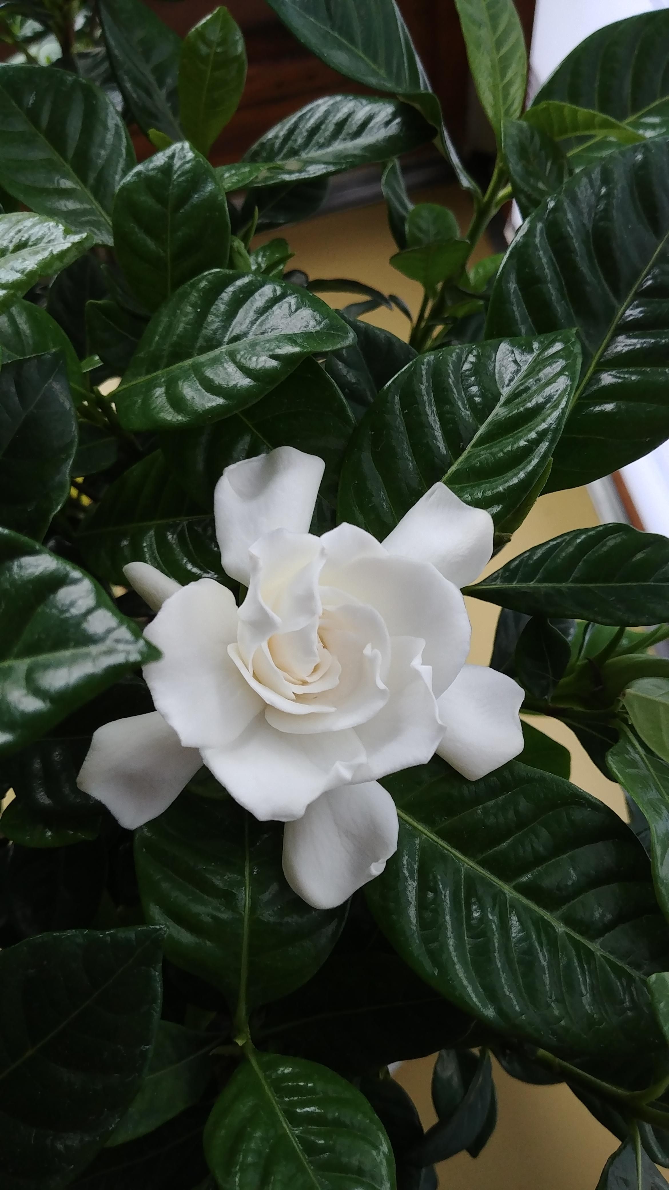 GARDENIA SEEDS Jasminoides Ukraine 5 Graines Jardin S0647 Décoration GARDENIA SEEDS Jasminoides Ukraine 5 Graines Jardin S0647 Décoration