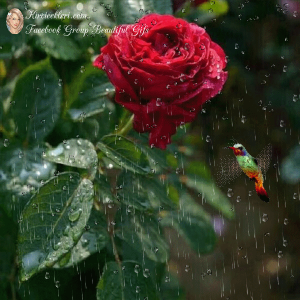 Yagmur Altinda Flowers Gif Nature Gif Beautiful Flowers Pictures