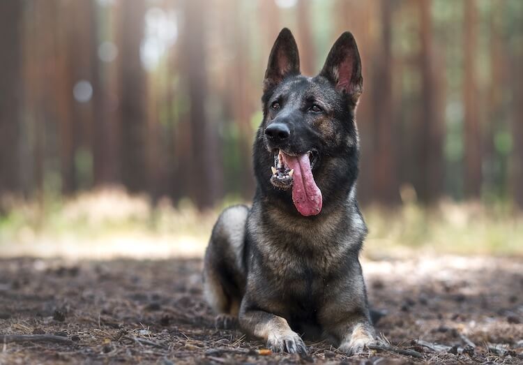 german shepherd colors a complete list of all 13 recognized coat colors all things dogs german shepherd colors black sable german shepherd german shepherd