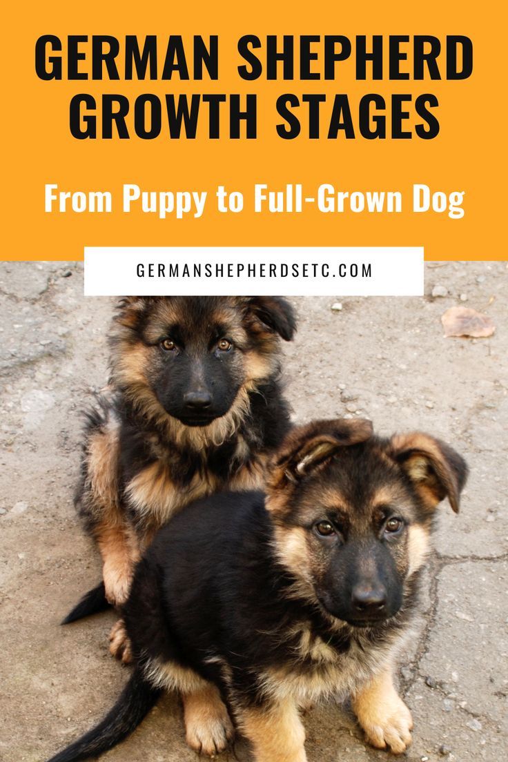 German Shepherd Growth Stages. GSD Growth Charts