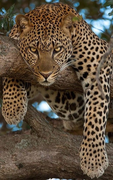 Leopard Guzel Kediler Buyuk Kediler Pars Kedisi