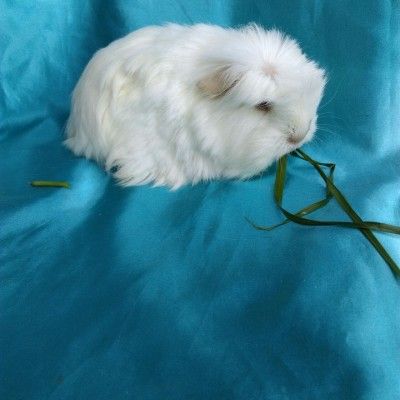 Guinea Pigler Coronet Panosundaki Pin