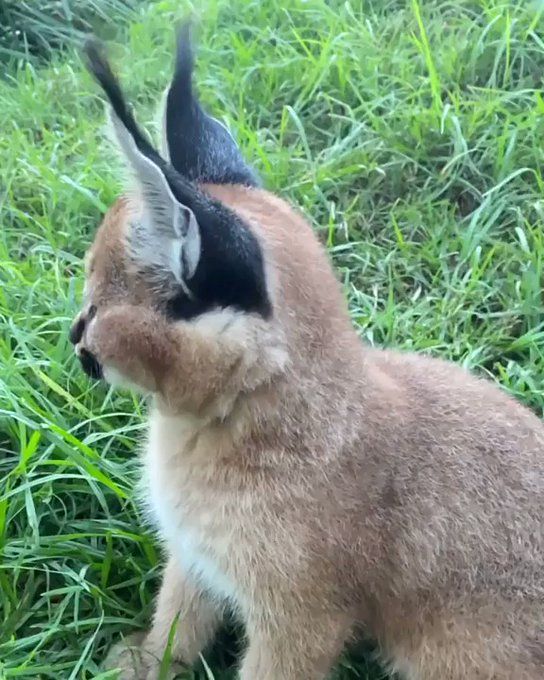 netgeek動物🐳 on Twitter netgeek動物🐳 on Twitter