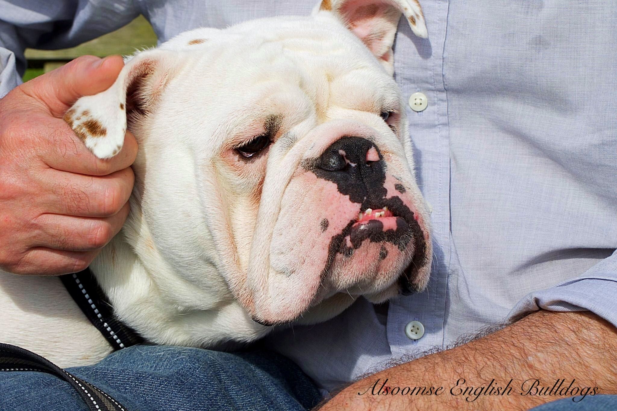 Alsoomse English Bulldogs Bulldog Puppies French Bulldog