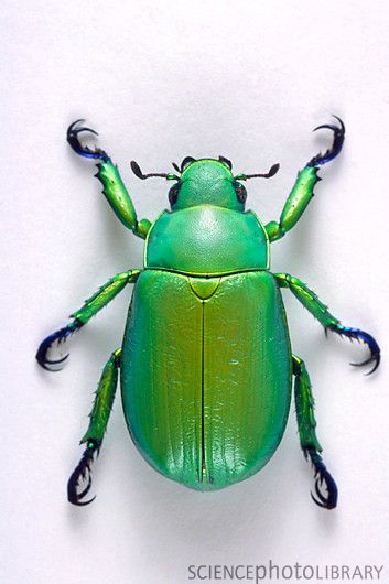 Scarab beetle - Stock Image - Z330/0374