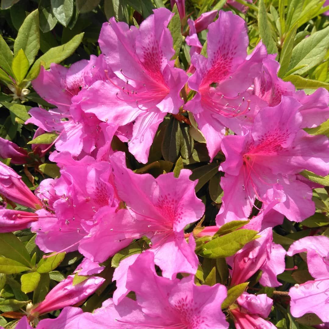 植物 ツツジ おしゃれまとめの人気アイデア Pinterest Erina Asou 花の写真 花 花花 植物 ツツジ おしゃれまとめの人気アイデア Pinterest Erina Asou 花の写真 花 花花