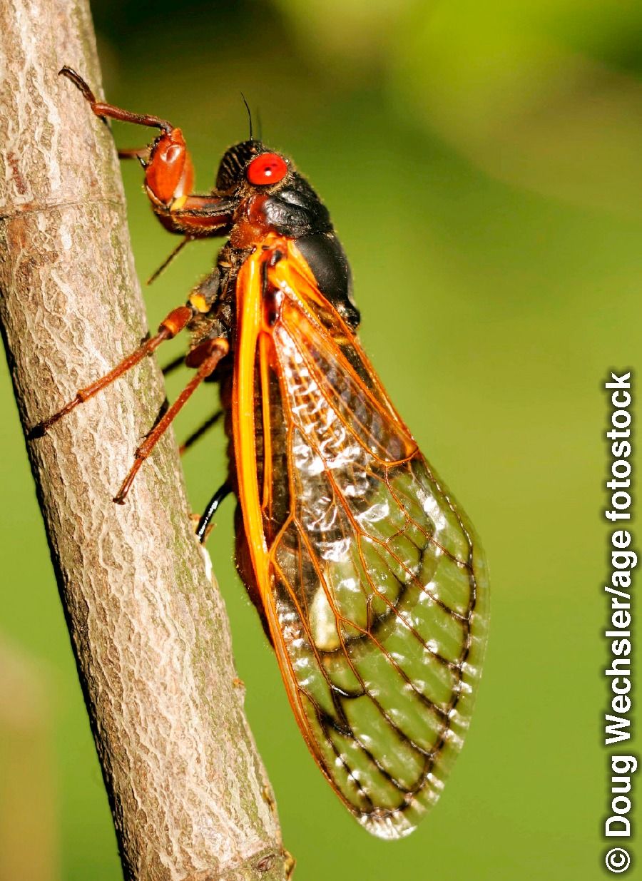周期ゼミ だれかが設計 Periodical Cicadas Cicada Animal Planet