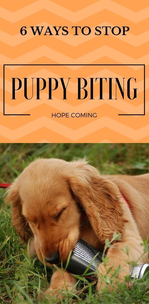 6 Ways to stop puppy Biting and Nipping | Puppy biting ...