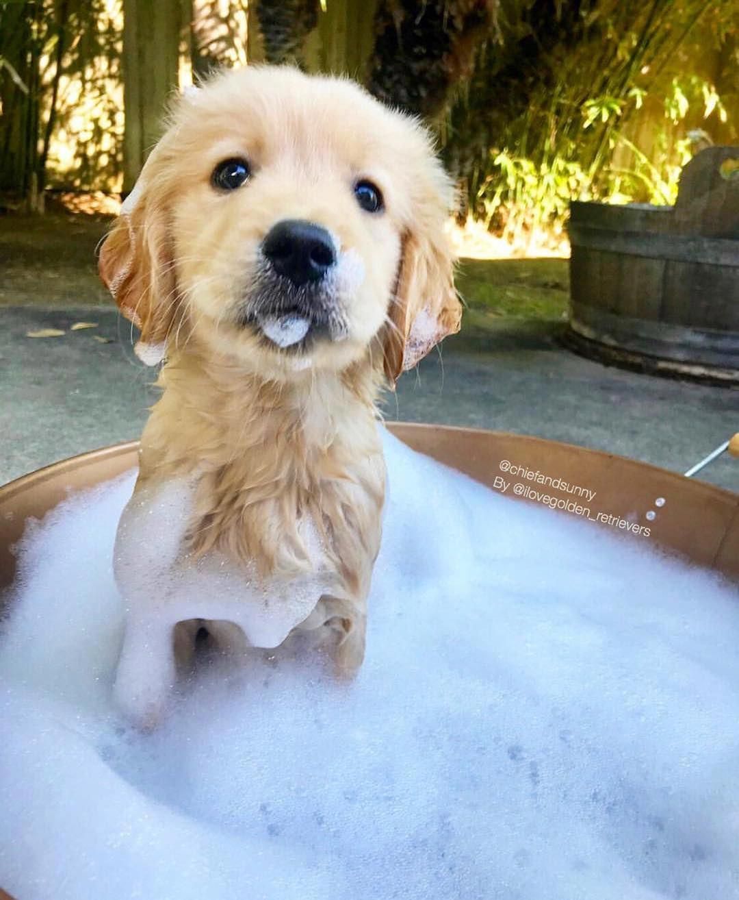 Best Puppy Obedience Training Dogtraininglife Dogs Golden