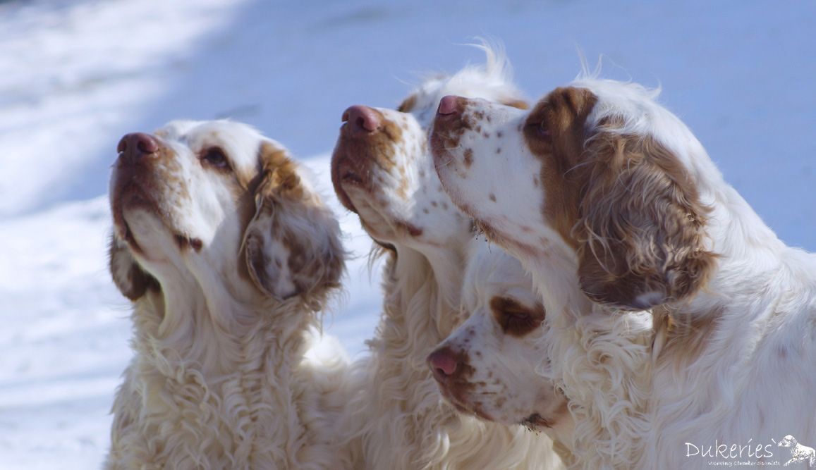 Clumber Spaniel Mom And Daughters Clumber Spaniel