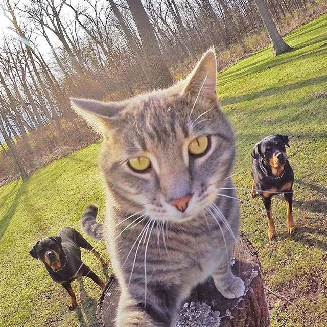 Manny el gato de los selfies. 2019, gatos instagram, felino sacandose fotos. minino posando para la camara. gato posando con dos perros