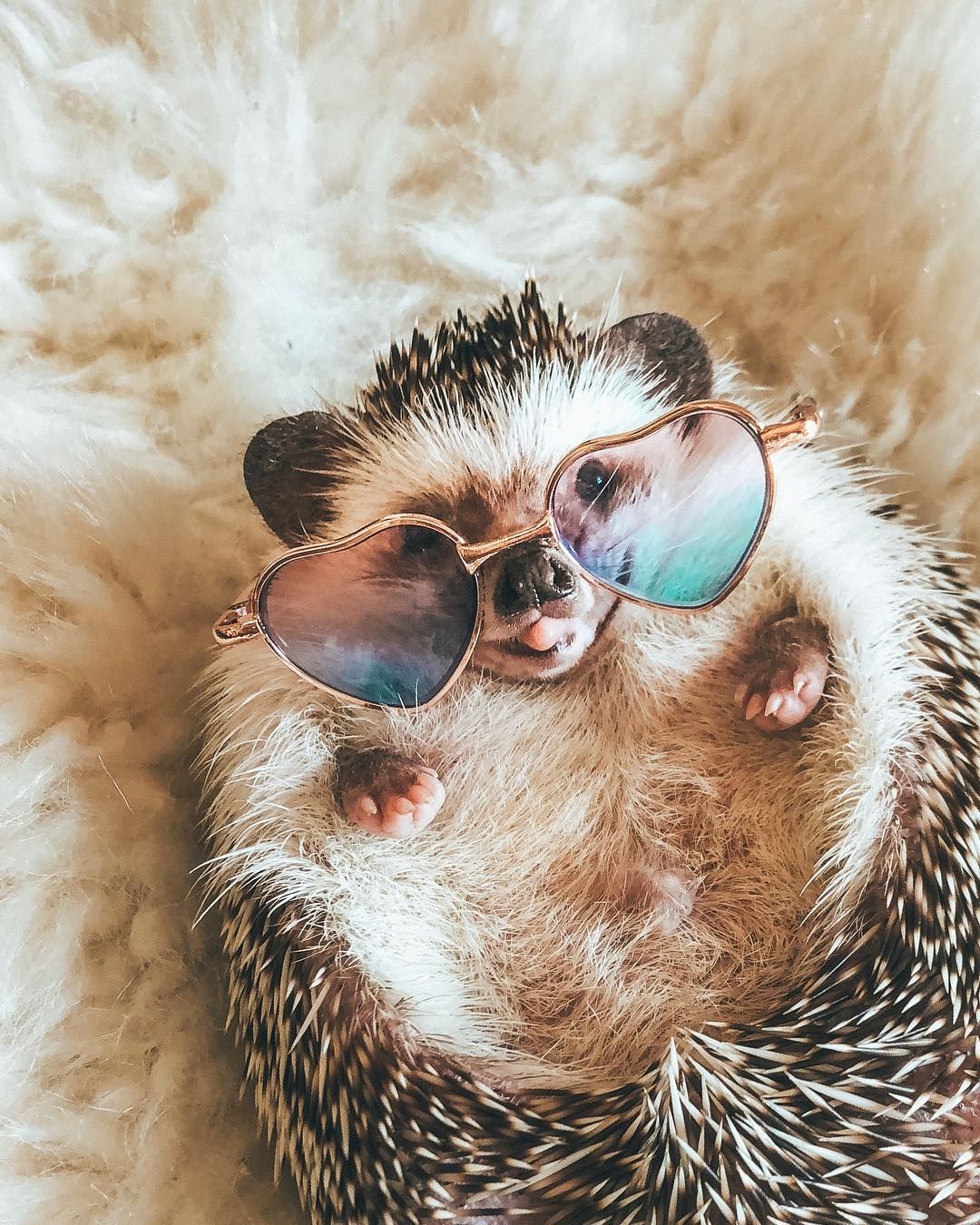 Die süßesten Abenteurer der Welt auf Instagram: "Think hippie thoughts 💭🌻💗💗" Die süßesten Abenteurer der Welt auf Instagram: "Think hippie thoughts 💭🌻💗💗"