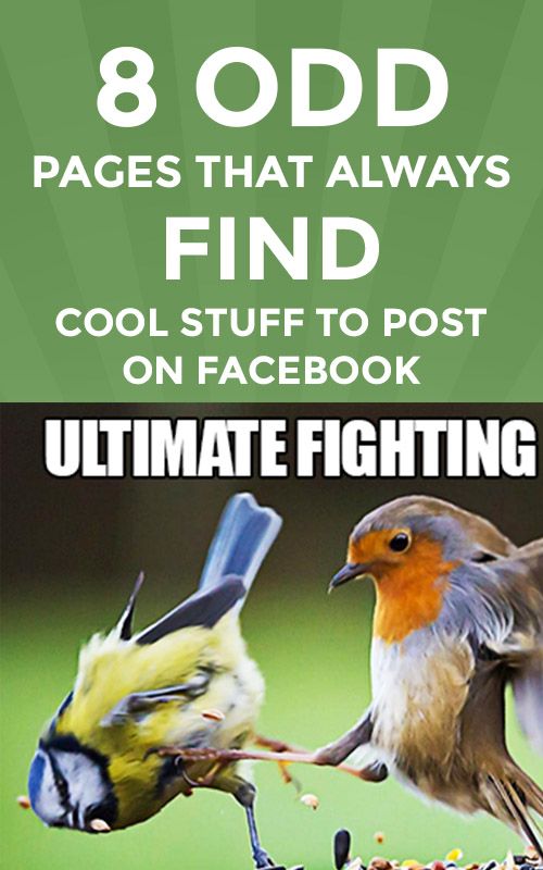 8 Odd Pages that ALWAYS Find Cool Stuff to Post on Facebook Facebook