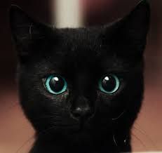 resultado de imagem para gatos preto tumblr animais fofos cats