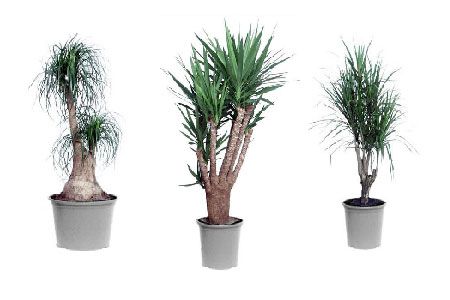 Https Www Tntmagazine Media Office Plants Jpg Https Www Tntmagazine Media Office Plants