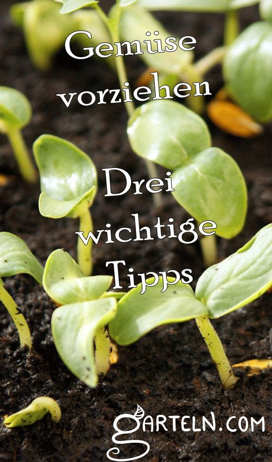 Ab Wann Kann Man Salat Ins Freiland Pflanzen Ab Februar kann dann die erste Aussaat im Gewächshaus oder auf der