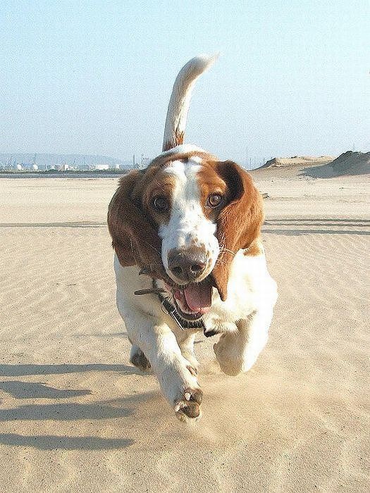 走る 走る バセットハウンド犬の走りっぷりがユーモラスキュート カラパイア バセットハウンド 愛犬家 ブラッドハウンド 走る 走る バセットハウンド犬の走りっぷりがユーモラスキュート カラパイア バセットハウンド 愛犬家 ブラッドハウンド