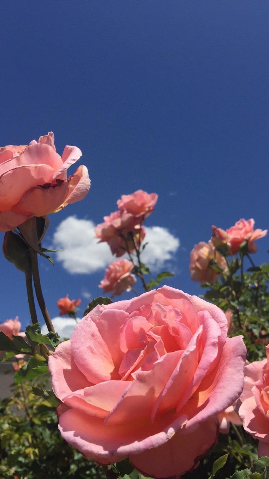 Aesthetic Pink And Blue Wallpaper Iphone in 2020 | Flower aesthetic