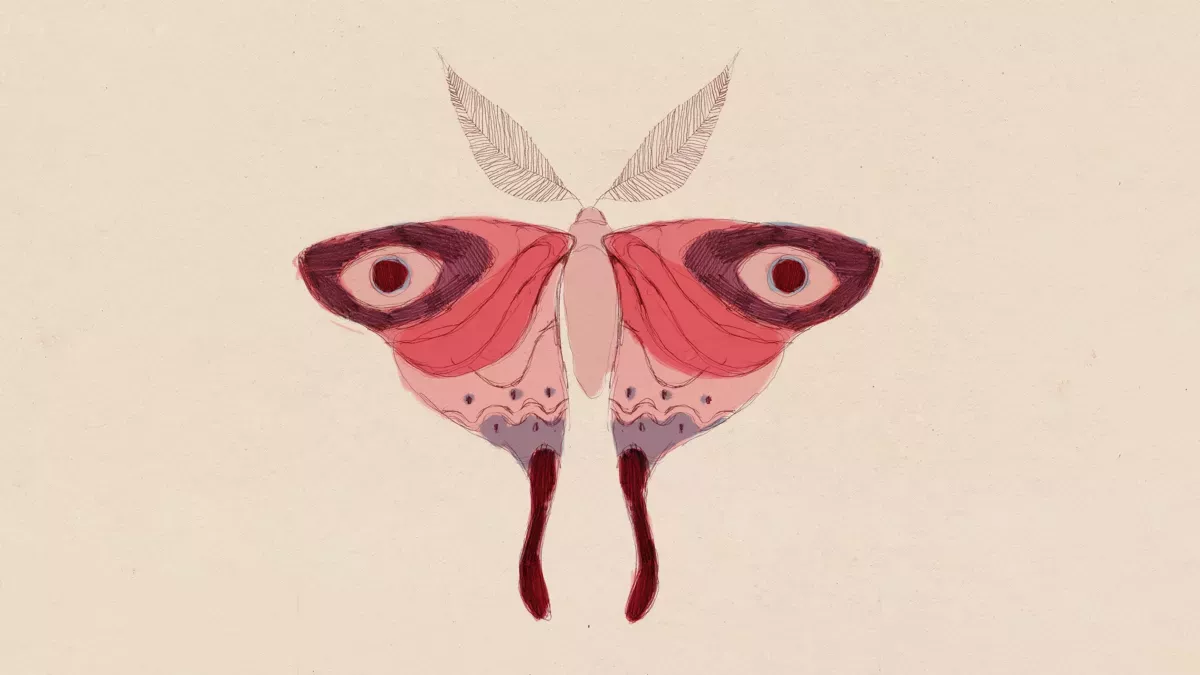 Splendid Leptiri Beautiful Butterflies Splendid Leptiri Beautiful Butterflies