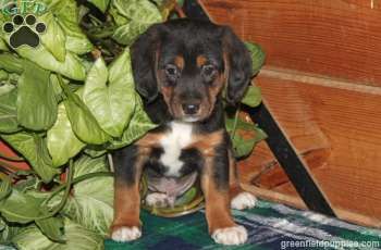 Buster Beagle Mix Puppy For Sale From Nottingham Pa Puppies