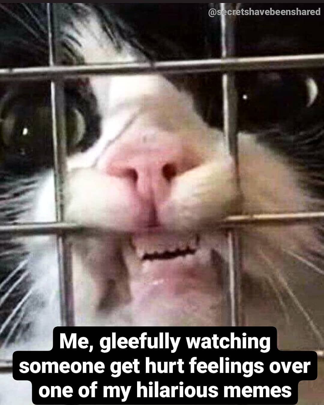 34 Likes 0 Comments Robot 1 Secretshavebeenshared On Instagram Intj Intjpersonality Mbti Funny Animal Faces Funny Cat Faces Derpy Cats 34 Likes 0 Comments Robot 1 Secretshavebeenshared On Instagram Intj Intjpersonality Mbti Funny Animal Faces Funny Cat Faces Derpy Cats