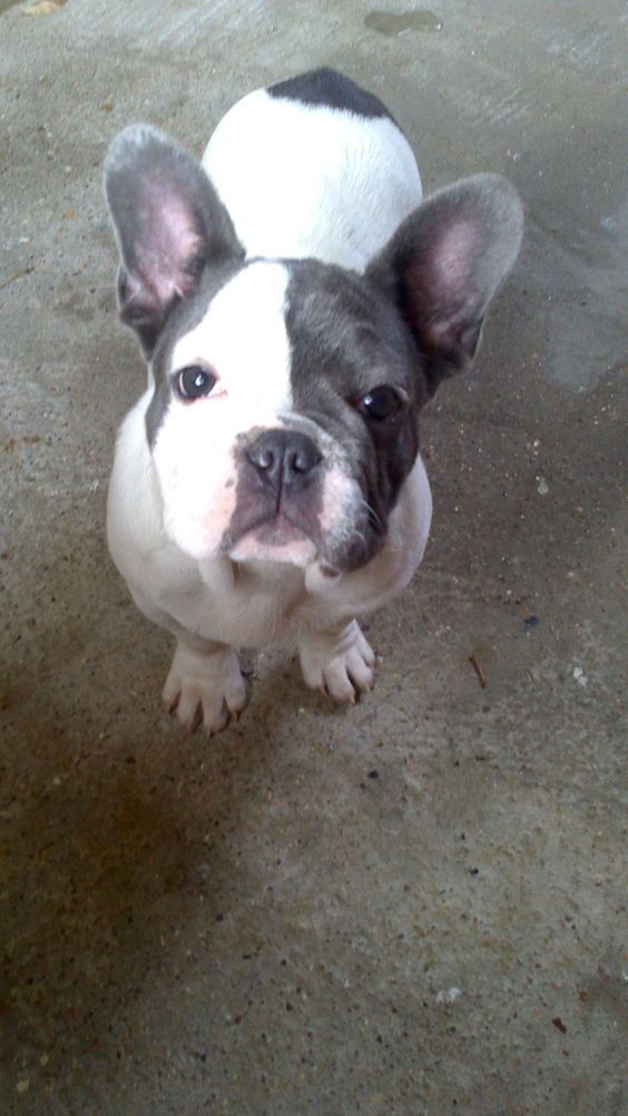 Blue French Bulldog Blue White French Bulldog Boy London
