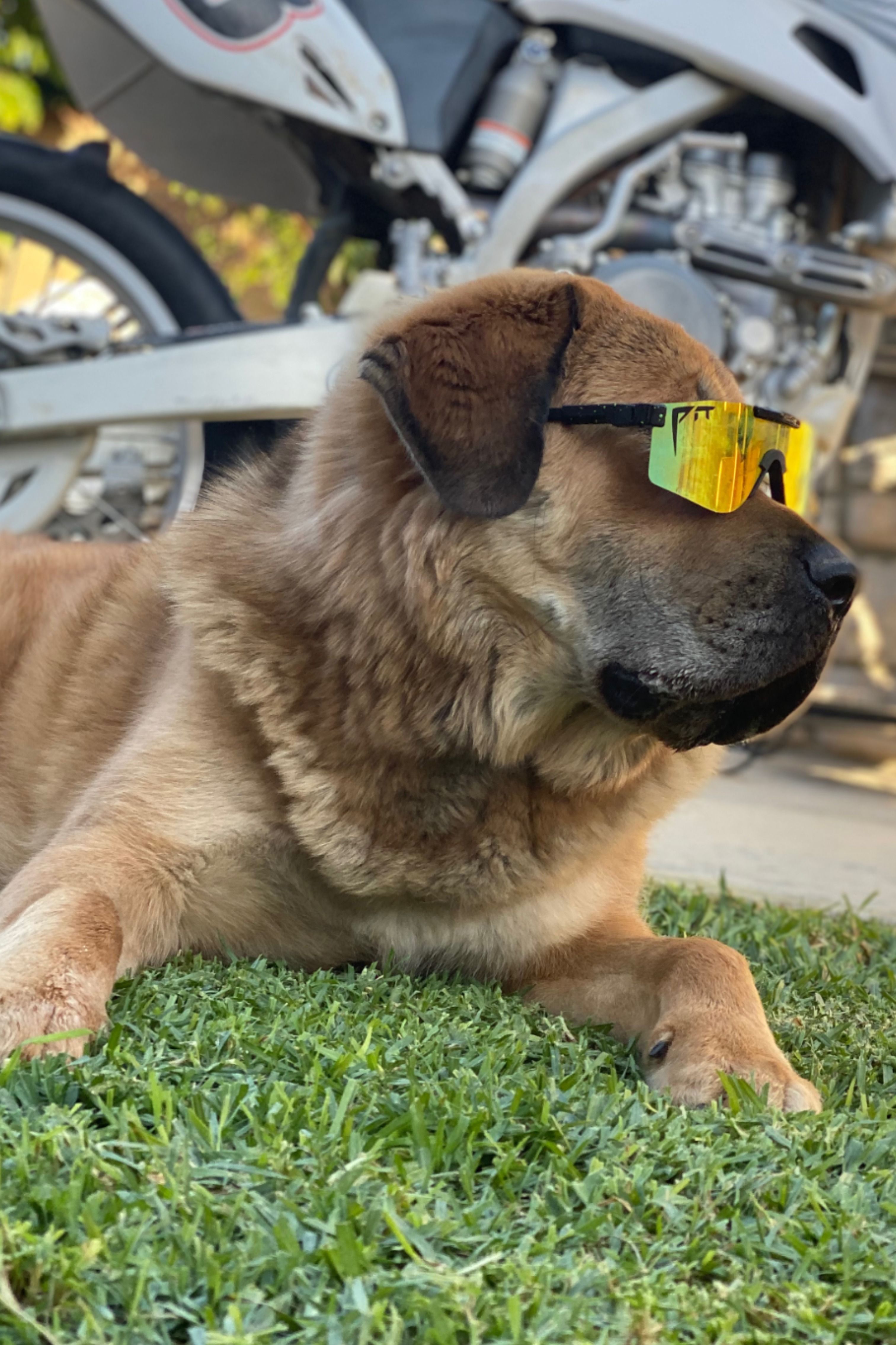 baby pit viper sunglasses