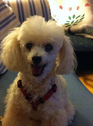 Diane Norton S Poodle Ready For Another Day That Is One Happy
