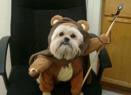 Ha Ha Ewok Star Wars Dog Costumes Pet Halloween Costumes