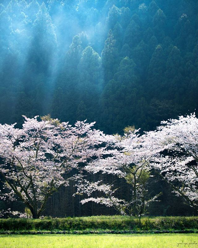 一瞬 色々撮りましたが これにてかな 初夏らしいgw初日ですね Location 静岡県 藤枝市 Collabojapan 桜17第2部 Lovers Nippon 17春色 第2部 はなまっぷ桜17 Tokyocameraclub Japan Of Insta しぞーカメラ部mem 一瞬 色々撮りましたが これにてかな 初夏らしいgw初日ですね Location 静岡県 藤枝市 Collabojapan 桜17第2部 Lovers Nippon 17春色 第2部 はなまっぷ桜17 Tokyocameraclub Japan Of Insta しぞーカメラ部mem