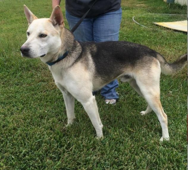 Adopt Balto On Dog Mixes Dogs Shepherd Dog
