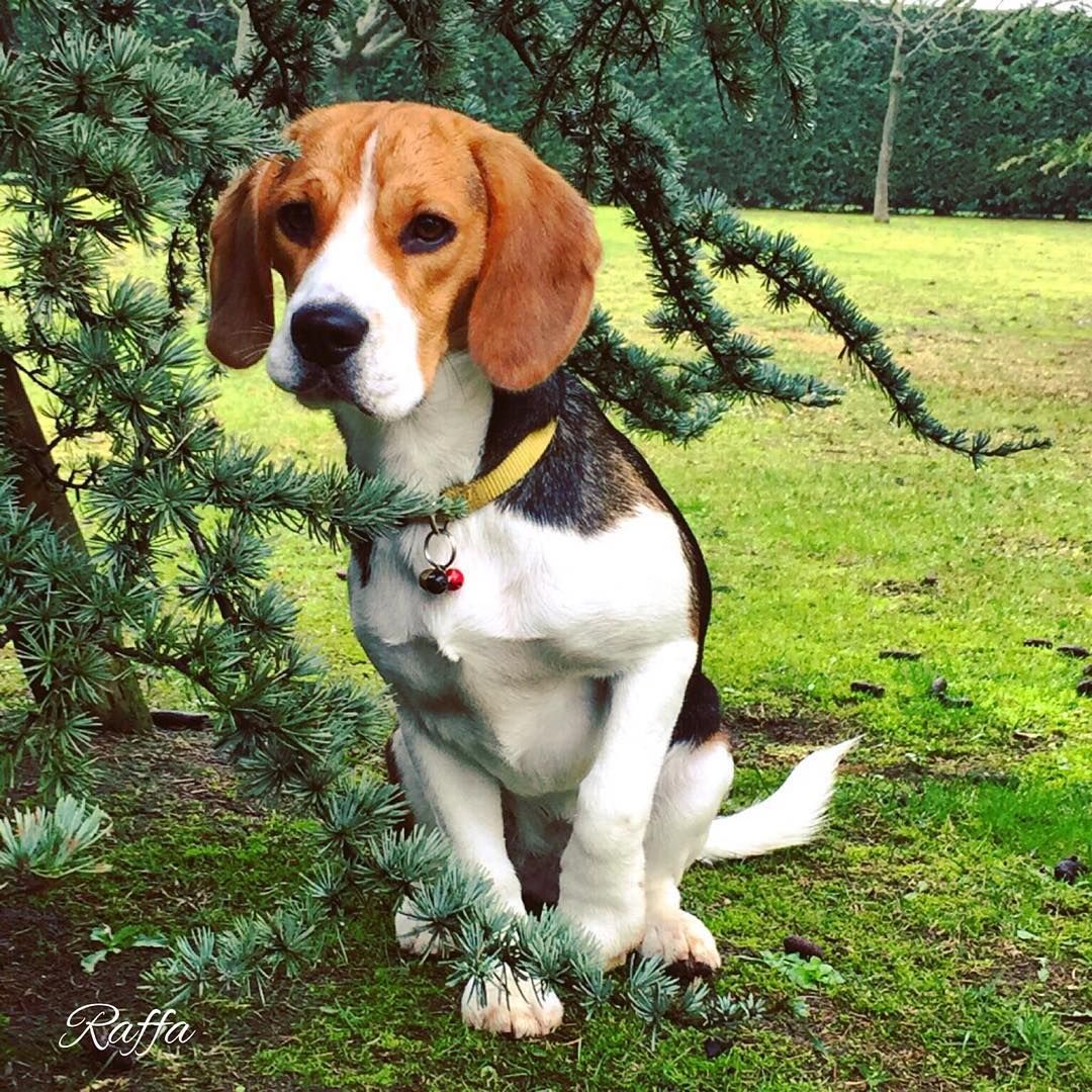 Beagle Friendly And Curious Beagle Puppy Beagle Baby Beagle