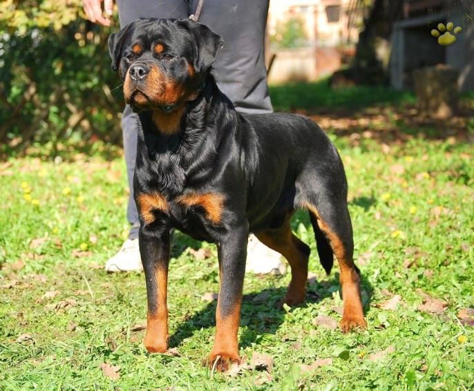 3 Check Out This Handsome Daddy 3 Rottweilerlove