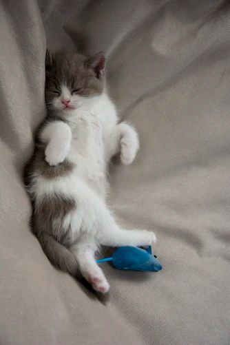 How to make a baby kitten sleep