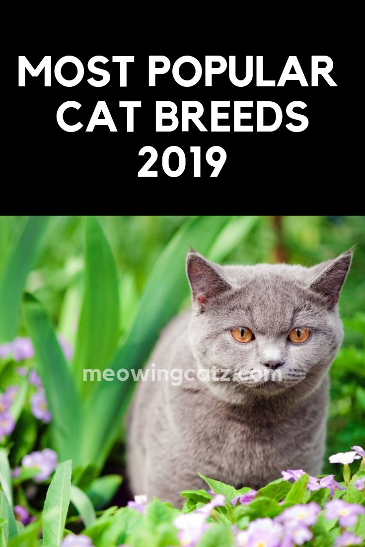 Best Cat Breeds to Own for 2019 #catbreeds