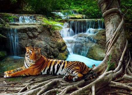 africa animales Savanne gato estepa paisaje natural 751 Malla fotomural-Tiger africa animales Savanne gato estepa paisaje natural 751 Malla fotomural-Tiger