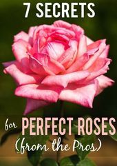 7 Rose Growing Secrets the Pros Use 7 Rose Growing Secrets from the Pros - Mak..., #gardent...