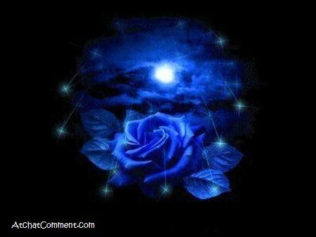 pix Blue Rose Flower Profile Picture roses wallpaper