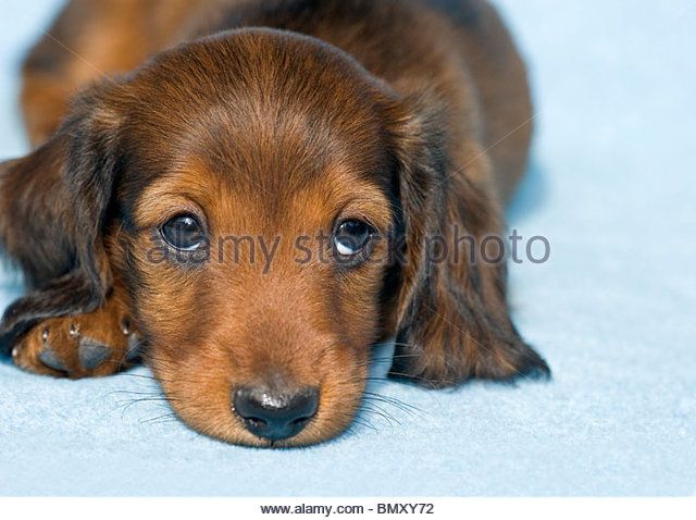 Long Haired Miniature Dachshund Puppy Lying Stock Image