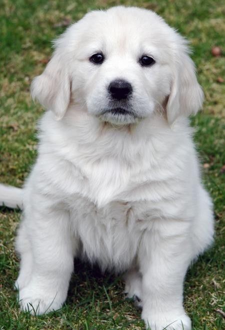 English Cream Golden Retriever White Golden Retriever Puppy