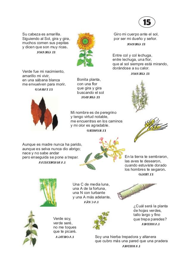 15 su cabeza es amarilla. siguiendo al sol, gira y gira, muchos ... Altanera q significa